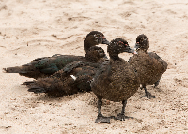 Muscovy Duck   Boca do Valeria,Brazil