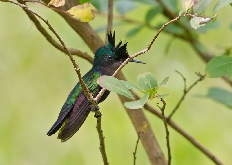 Lesser Antillean Hummingbird