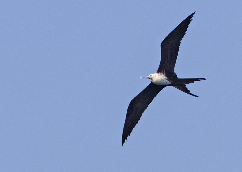 Magnificent Frigatebird   St Vincent,West Indies