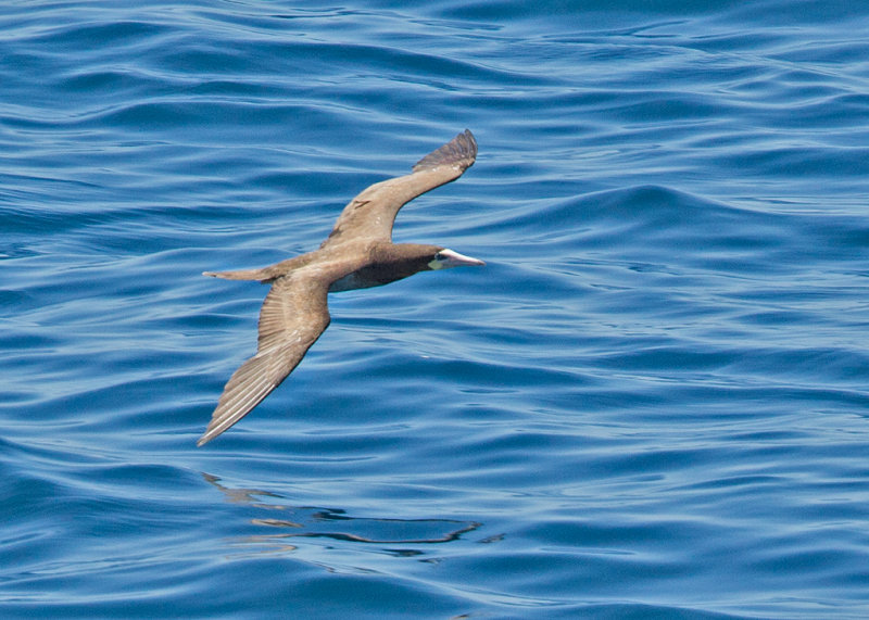 Brown Booby   Grenada,West Indies