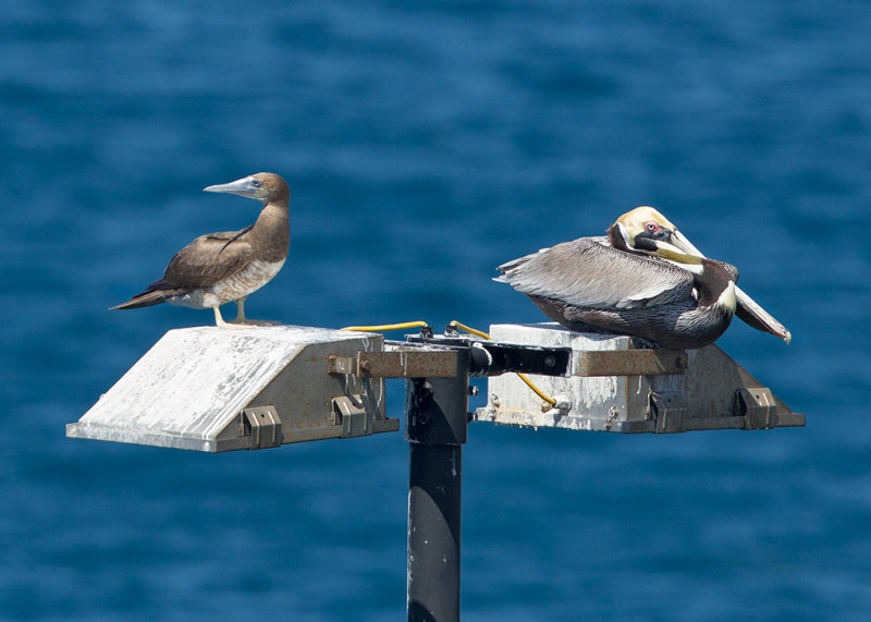 Brown Booby   Grenada,West Indies