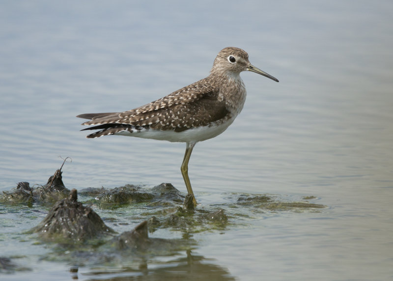 Solitary Sandpiper   Barbados,West Indies.