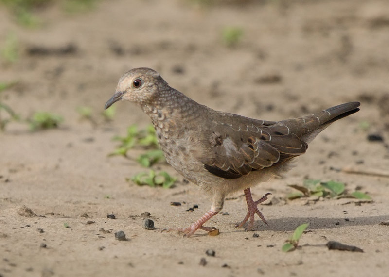 Common Ground Dove