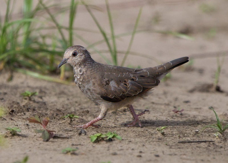 Common Ground Dove   Parintins,Brazil