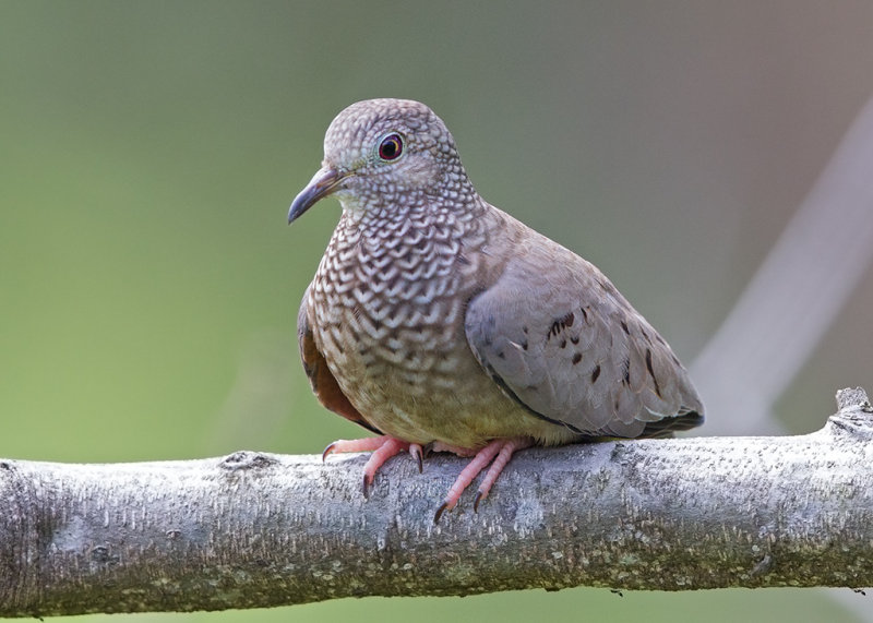 Common Ground Dove  St Vincent,West Indies