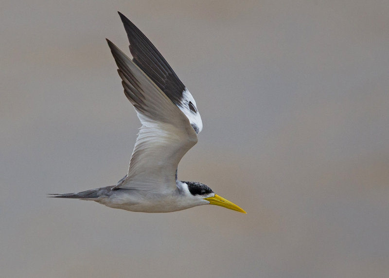 Large Billed Tern  Mouth of the Amazon,Brazil 