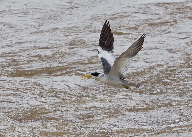Large Billed Tern  Mouth of the Amazon,Brazil