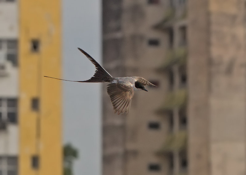 Fork Tailed Flycatcher    Santarem, Brazil