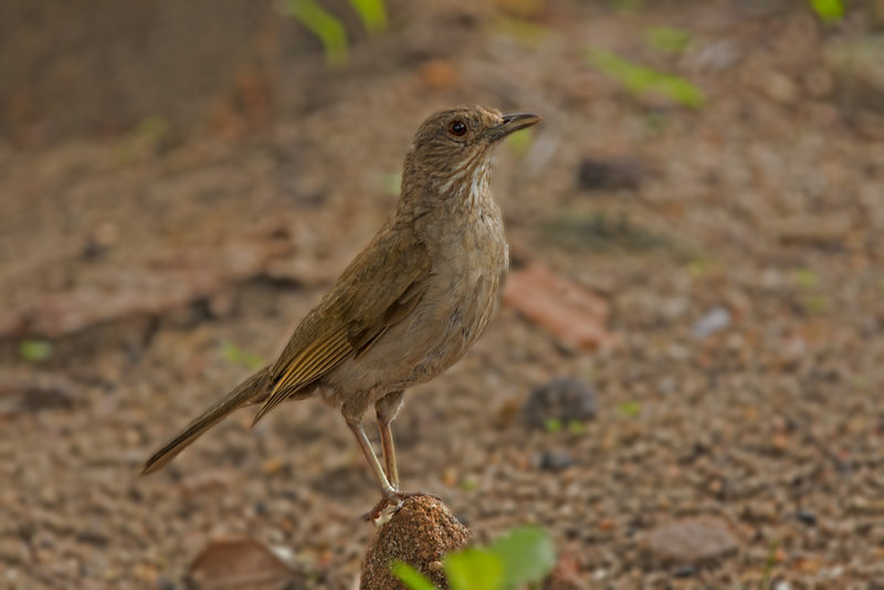 Pale Breasted Thrush