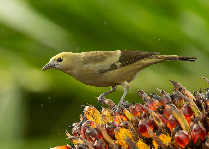 Palm Tanager   Ille du Salut,French Guiana