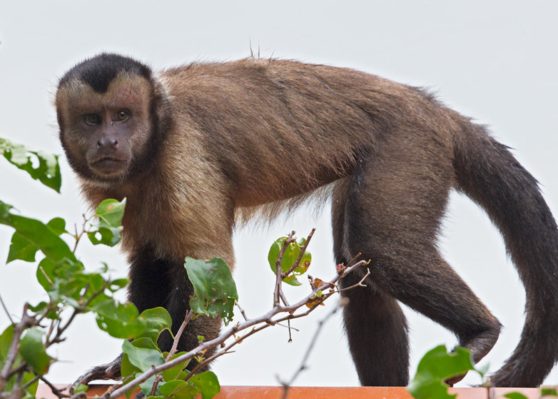 Brown Capuchin Ille du Salut,French Guiana