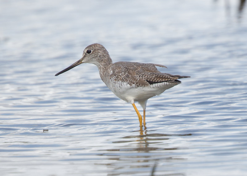 Lesser Yellowlegs   Barbados,West Indies