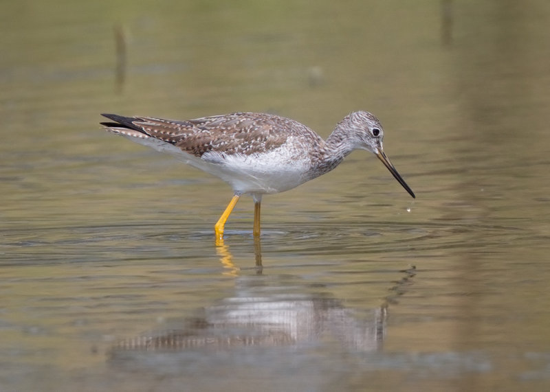 Greater Yellowlegs   Barbados,West Indies