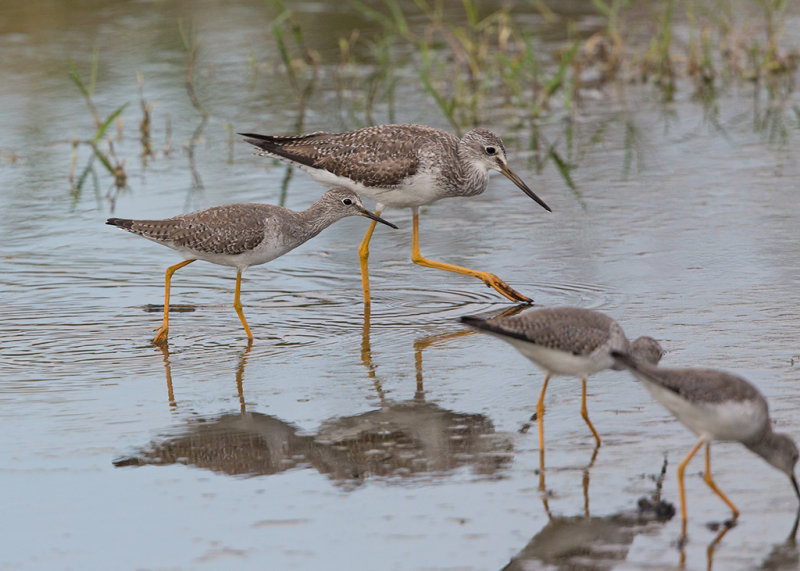 Greater and Lesser Yellowlegs    Barbados,West Indies