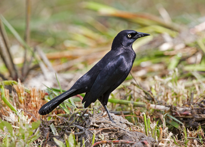 Carib Grackle