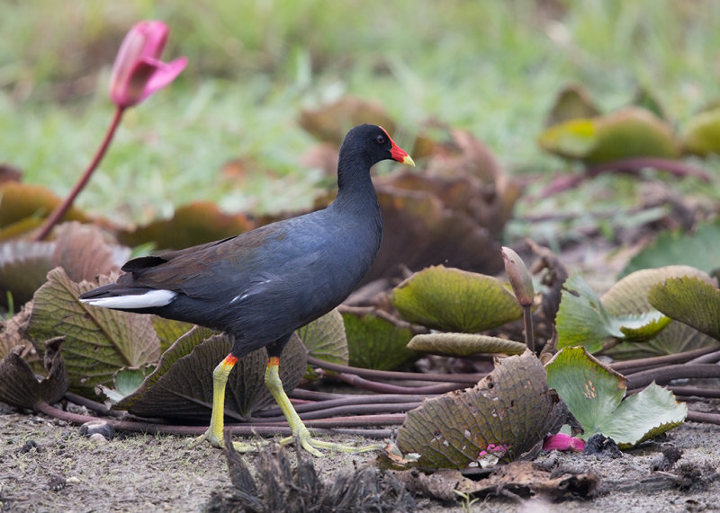 Common Gallinule   Barbados,West Indies