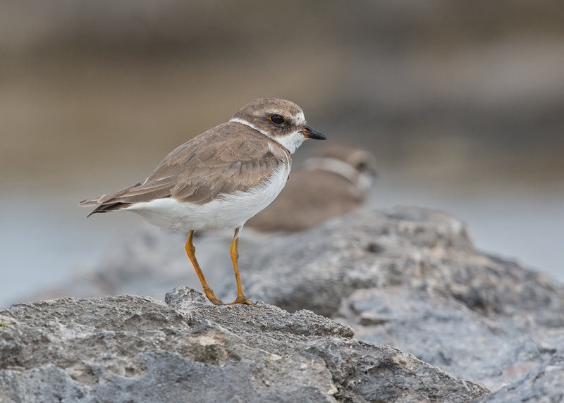 Semipalmated Plover   Barbados,West Indies