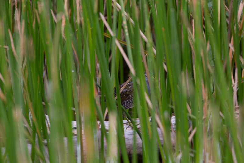 Sora Rail,(Well hidden!)  Barbados,West Indies