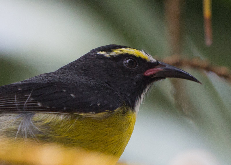 Bananaquit   St Lucia,West Indies