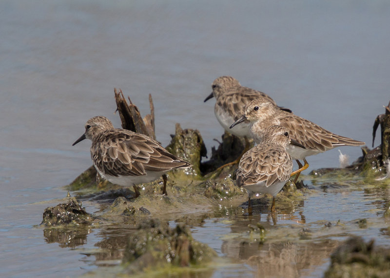 Least Sandpiper   Barbados,West Indies
