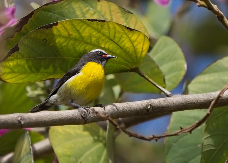 Bananaquit   St Lucia,West Indies