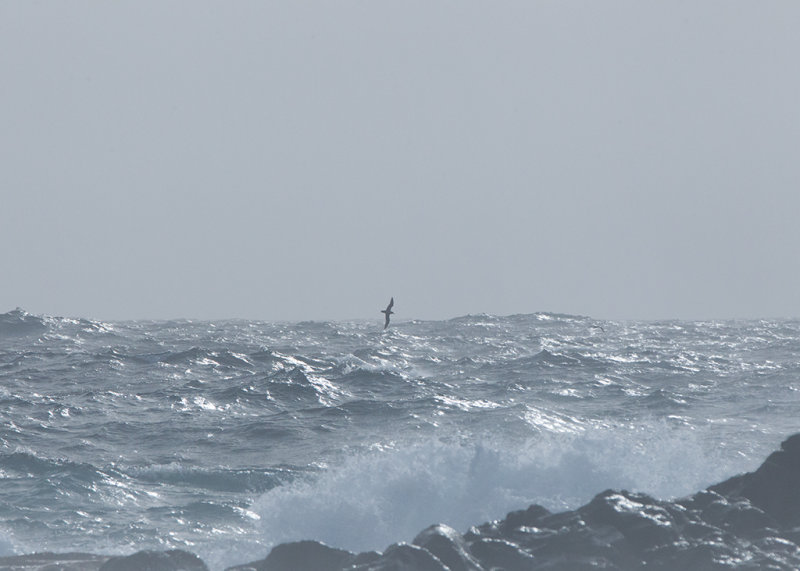 Corys Shearwater  Faial,The Azores.