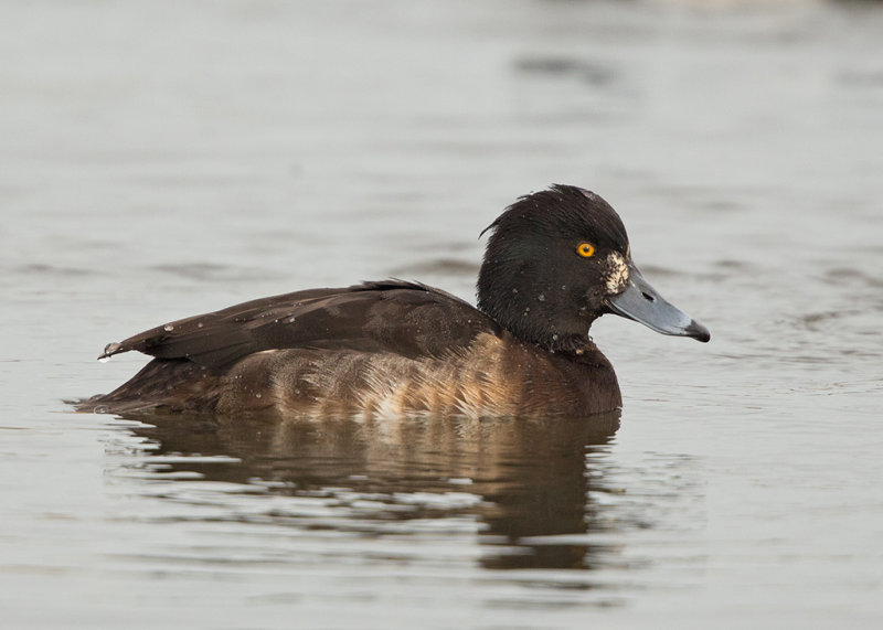 Tufted Duck   Conwy RSPB