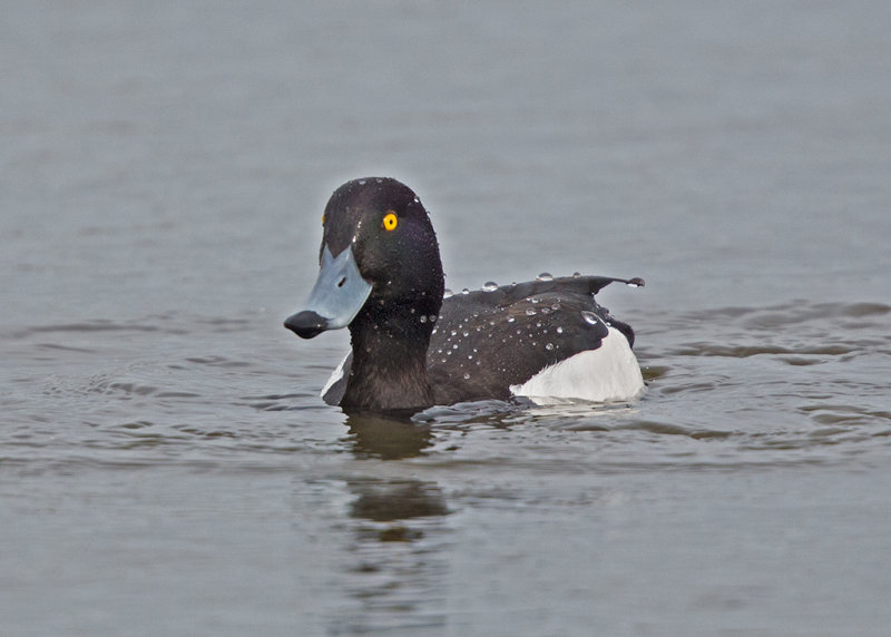 Tufted Duck   Conwy RSPB