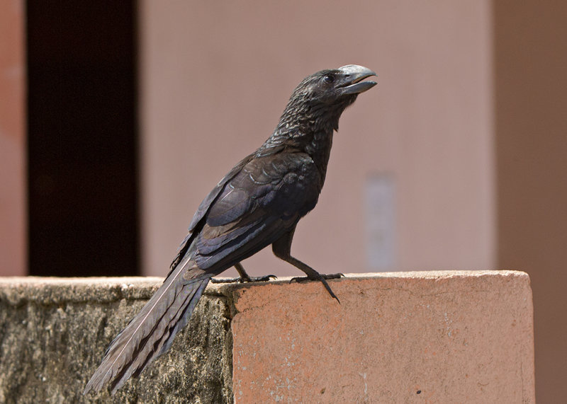 Smooth Billed Ani   Parintins,Brazil