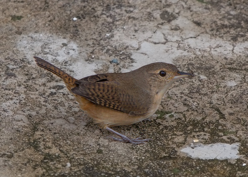 Southern House Wren   Parintins,Brazil