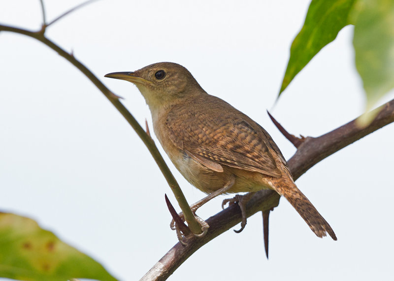 Southern House Wren   Ille du Salut , French Guiana