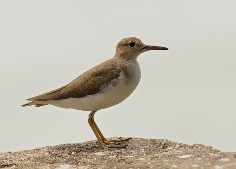 Spotted Sandpiper    Ille du Salut, French Guiana