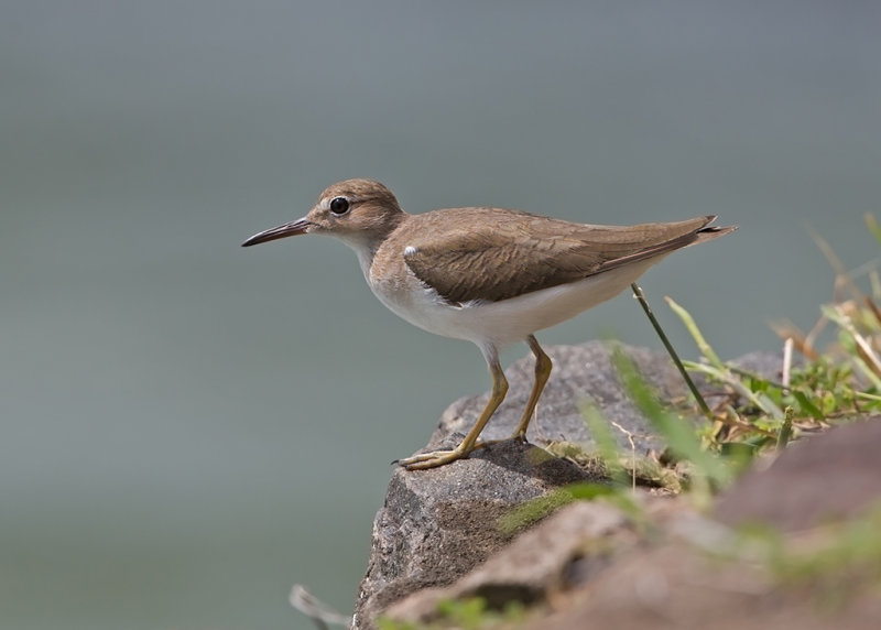 Spotted Sandpiper    Ille du Salut, French Guiana