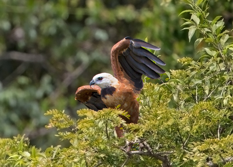 Black Collared Hawk   