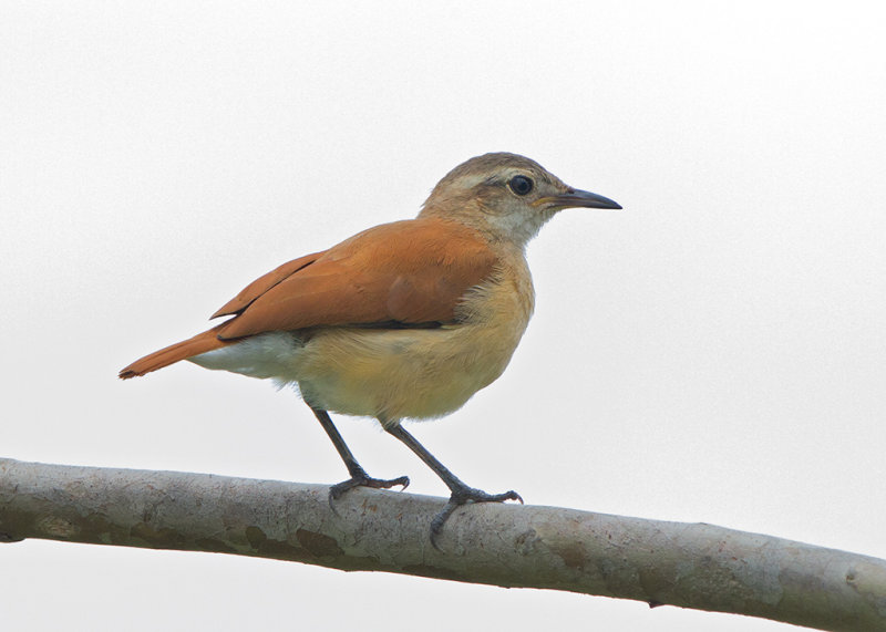 Lesser Hornero   Parintins,Brazil