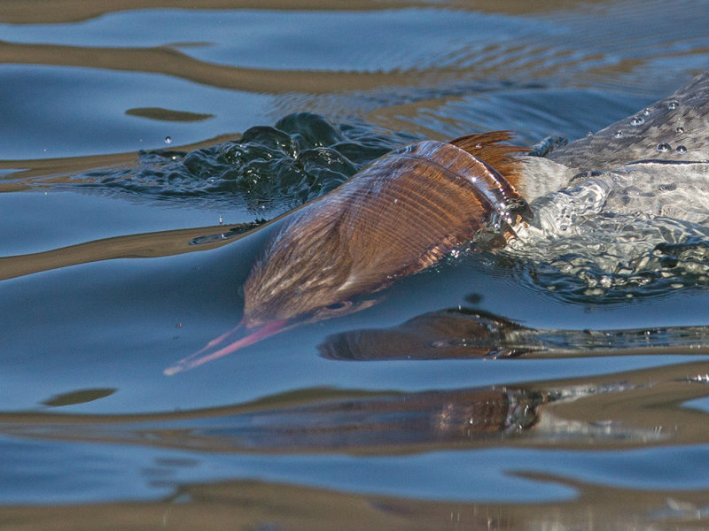 Goosander  Llanberis Gwynedd