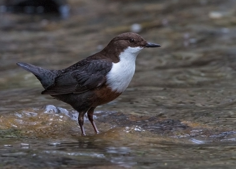 Dipper    Wales