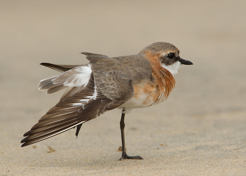 Lesser Sand Plover_06-03-13_5795.jpg