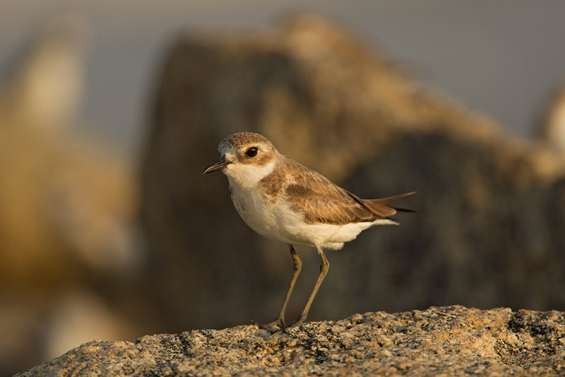 Lesser Sand Plover   Waikaal,Sri Lanka