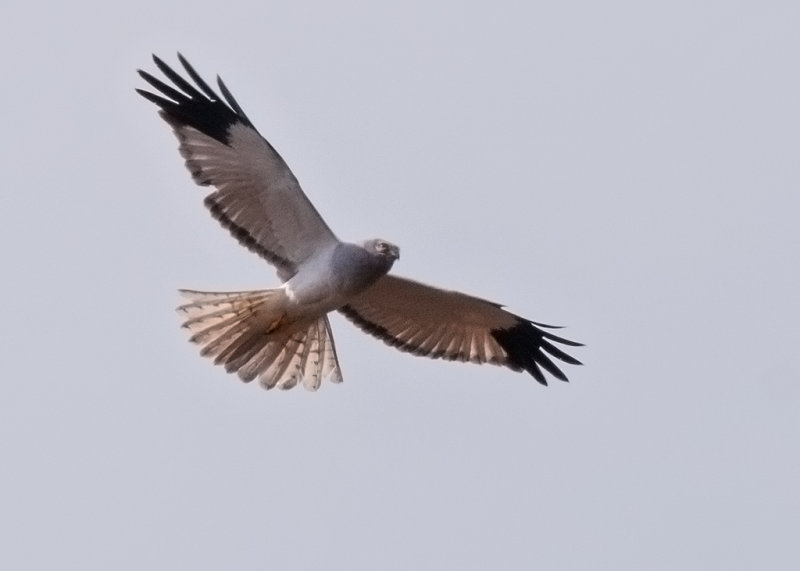 Hen Harrier