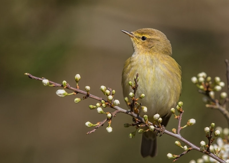 Chiff Chaff     Llandudno