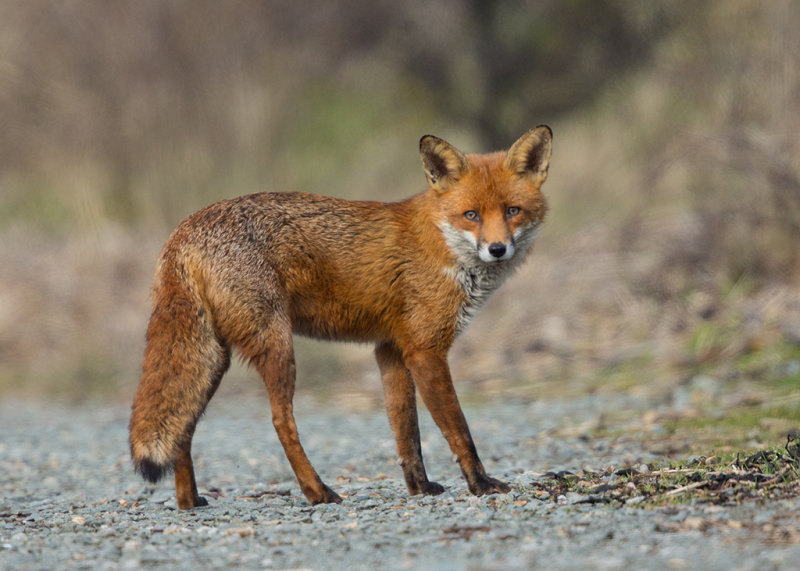Red Fox    Wales