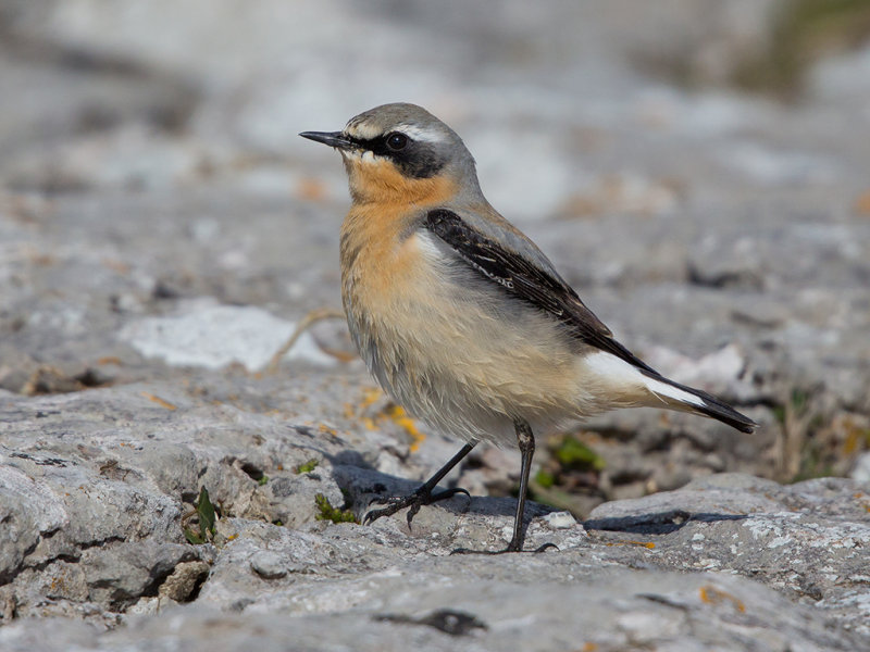 Northern Wheatear Wales