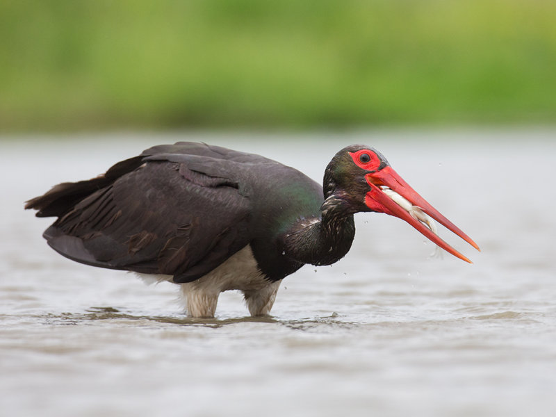 Black Stork    Hortobagy,Hungary