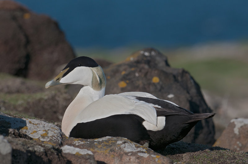 Eider Duck   Isle of May,Scotland