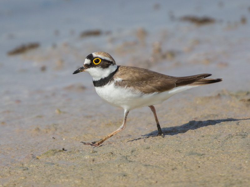 Little Ringed Plover   Conwy RSPB