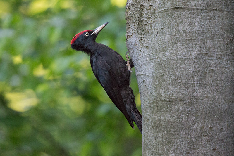 Black Woodpecker   Bulgaria
