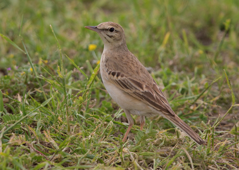 Tawny Pipit Bulgaria