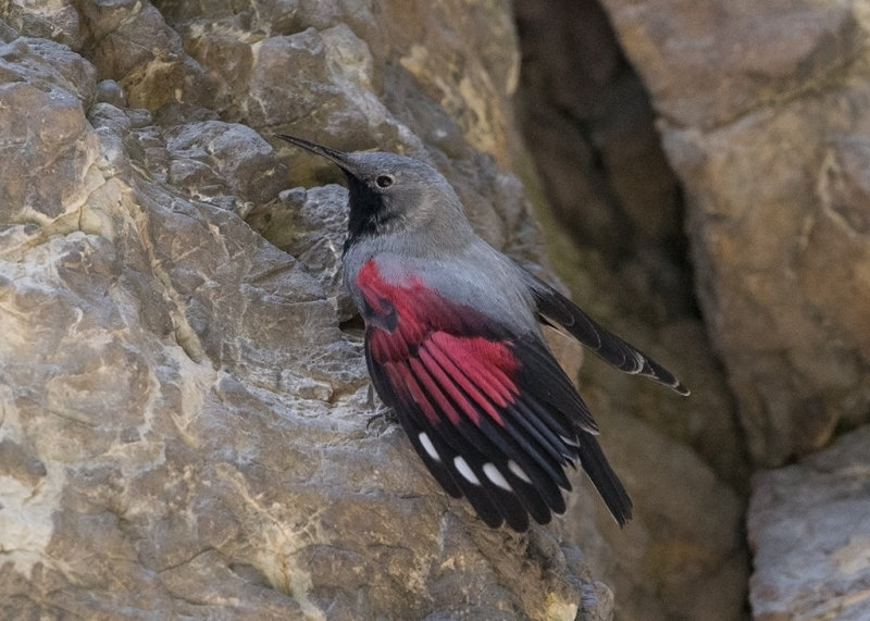 Wallcreeper   Bulgaria