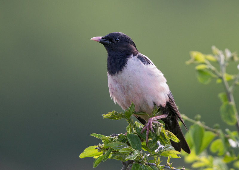Starling,Rose-coloured 
